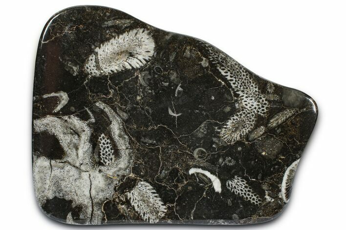 Polished Devonian Fossil Coral and Bryozoan Plate - Morocco #365127